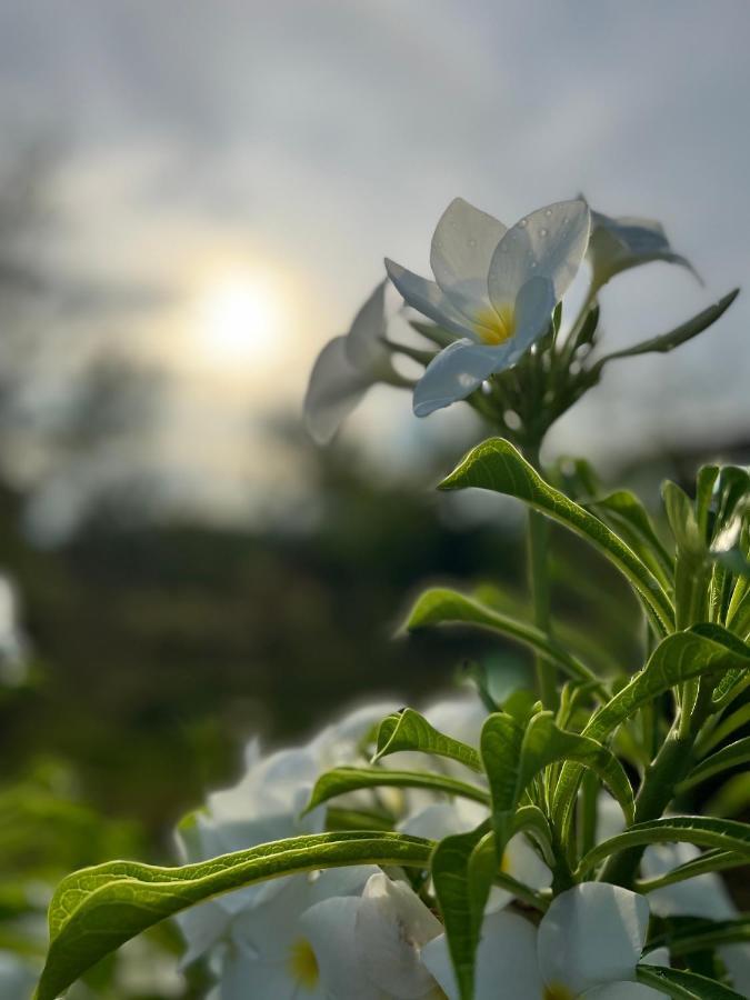 La Plumerias Moalboal Exteriör bild