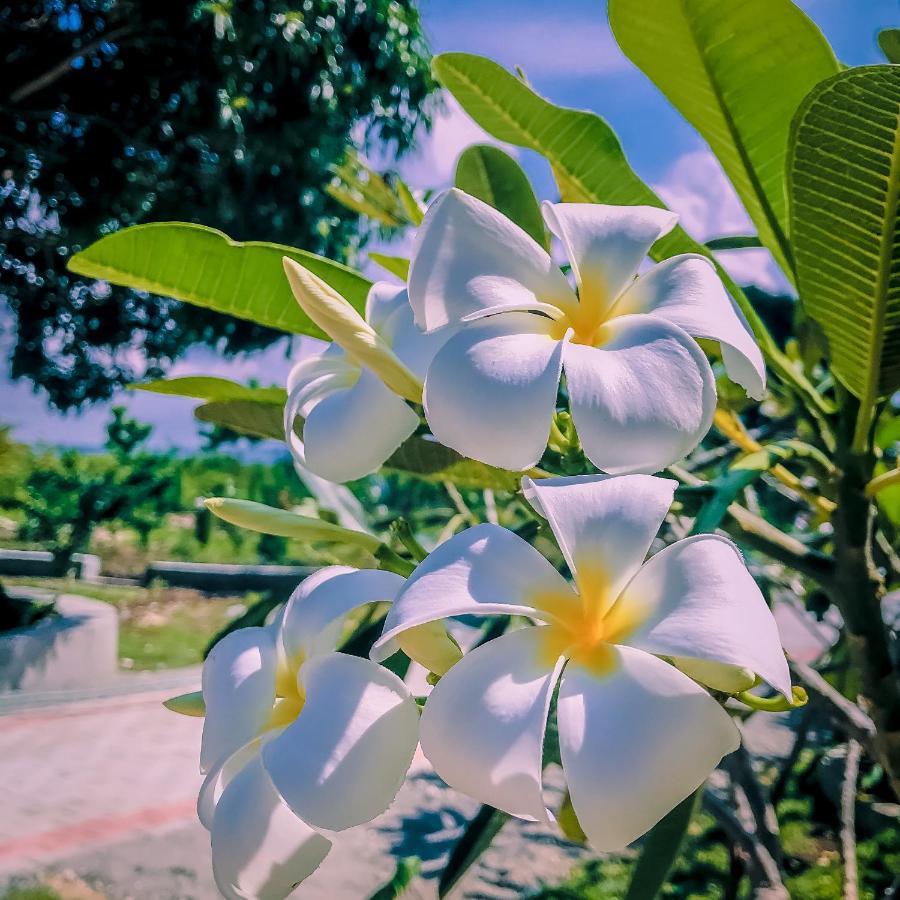 La Plumerias Moalboal Exteriör bild